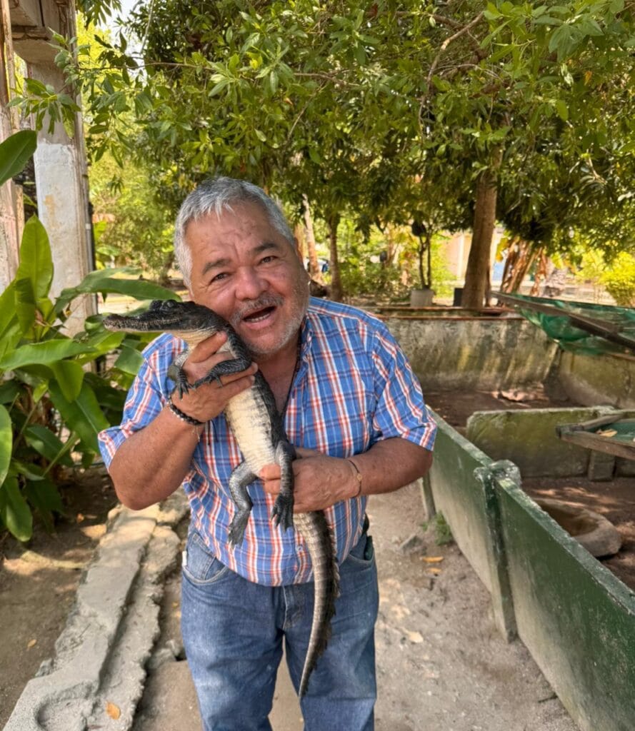 caiman
