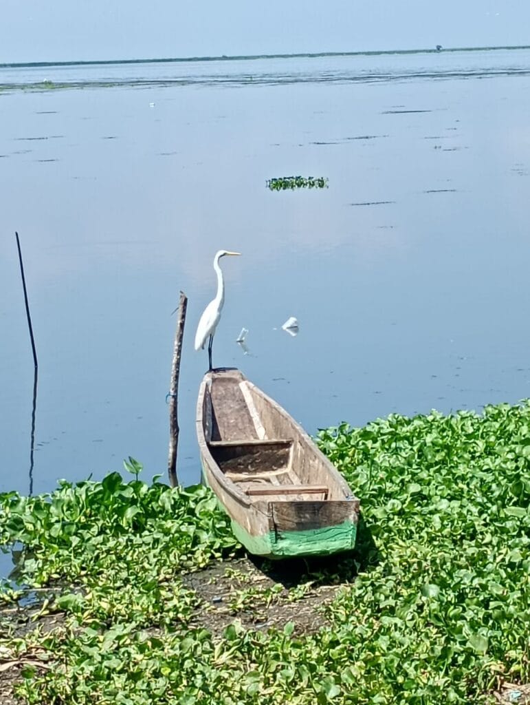 pajaro